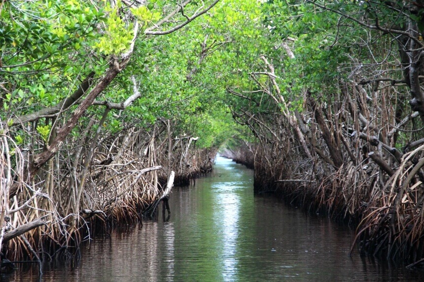 Everglades Nationaal Park staat vooral bekend om een type landschap dat 'de zee van gras' wordt genoemd, maar er zijn ook mangroves