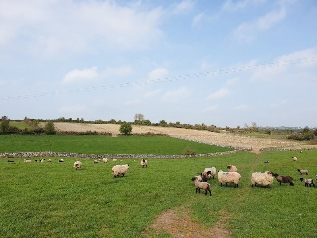 Aan schapen in Ierland is zeker geen gebrek!