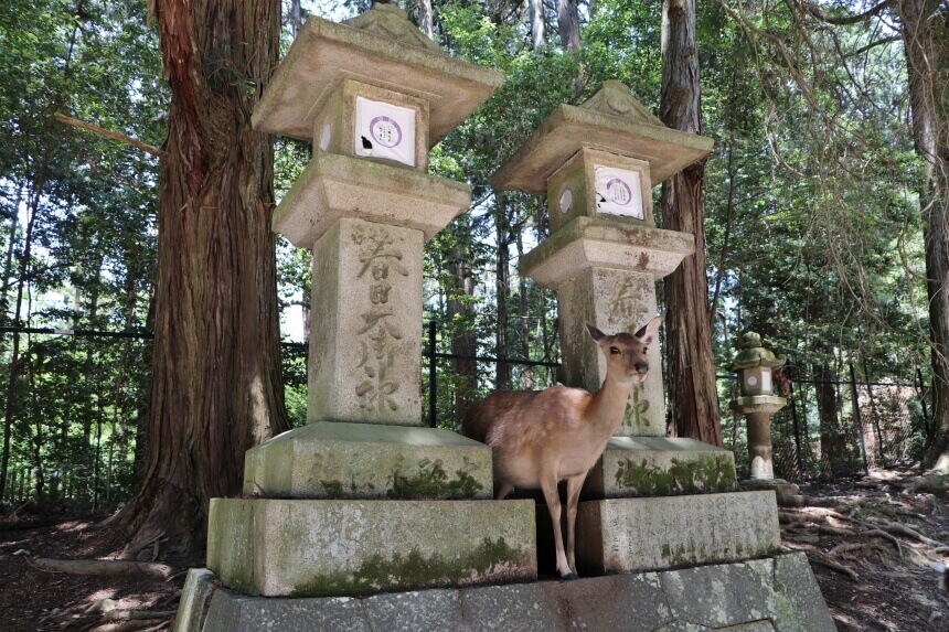 Nara staat bekend om de herten die overal door de stad lopen
