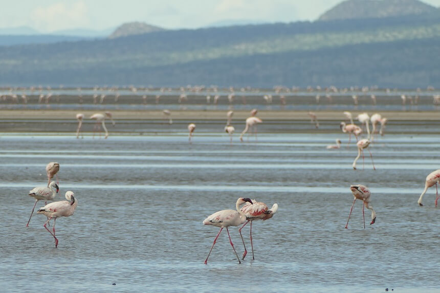 Lake Natron is de grootste broedplaats ter wereld voor flamingo's