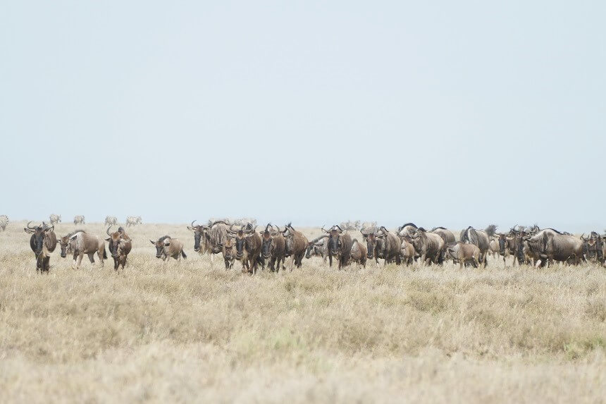 Jaarlijks vindt de grote migratie van wildebeesten plaats in Tanzania