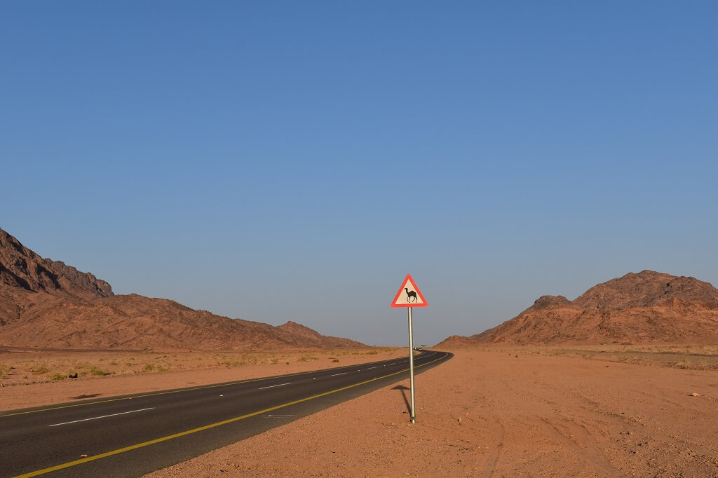 Roadtrippen in Saoedi-Arabië is fantastisch, maar let op op overstekende kamelen!