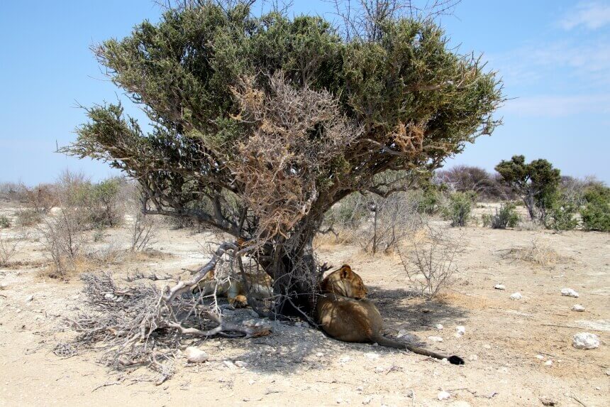Leeuwen spotten in Etosha Nationaal Park