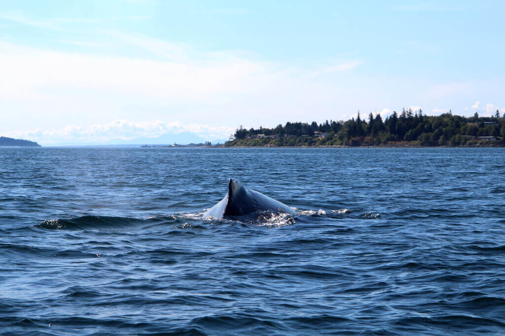 Walvissen spotten op Vancouver Island