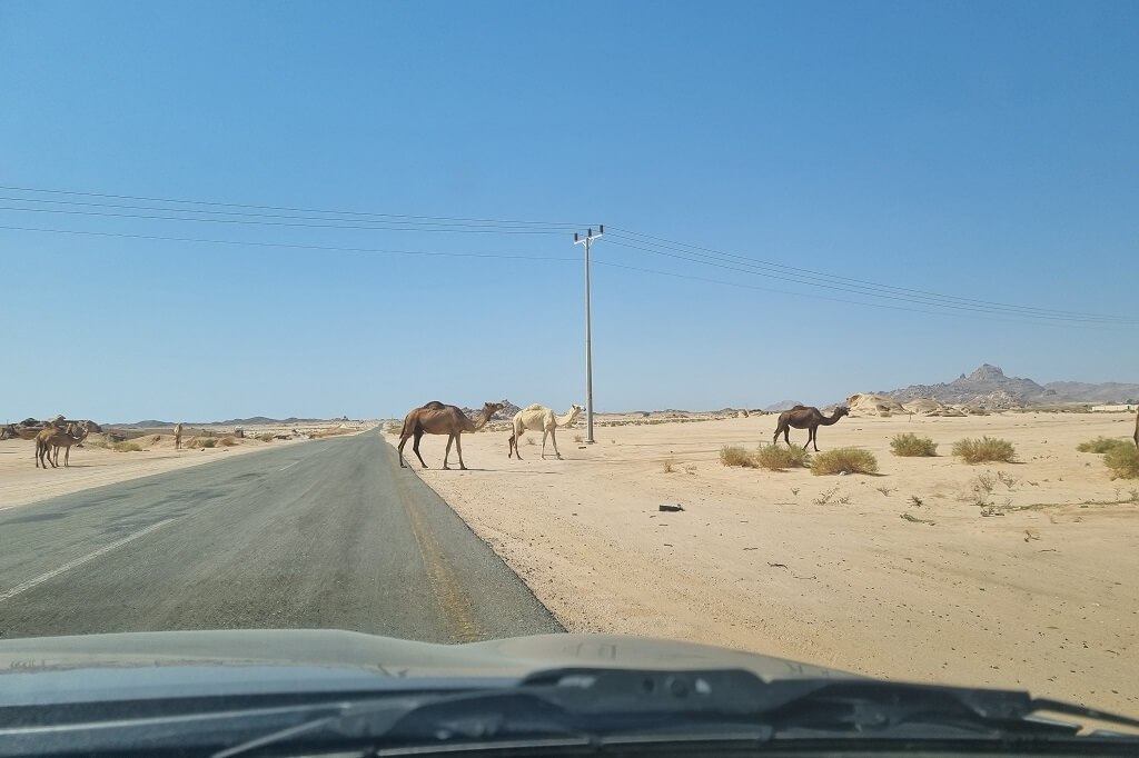 Kamelen steken vaak over in Saoedi-Arabië
