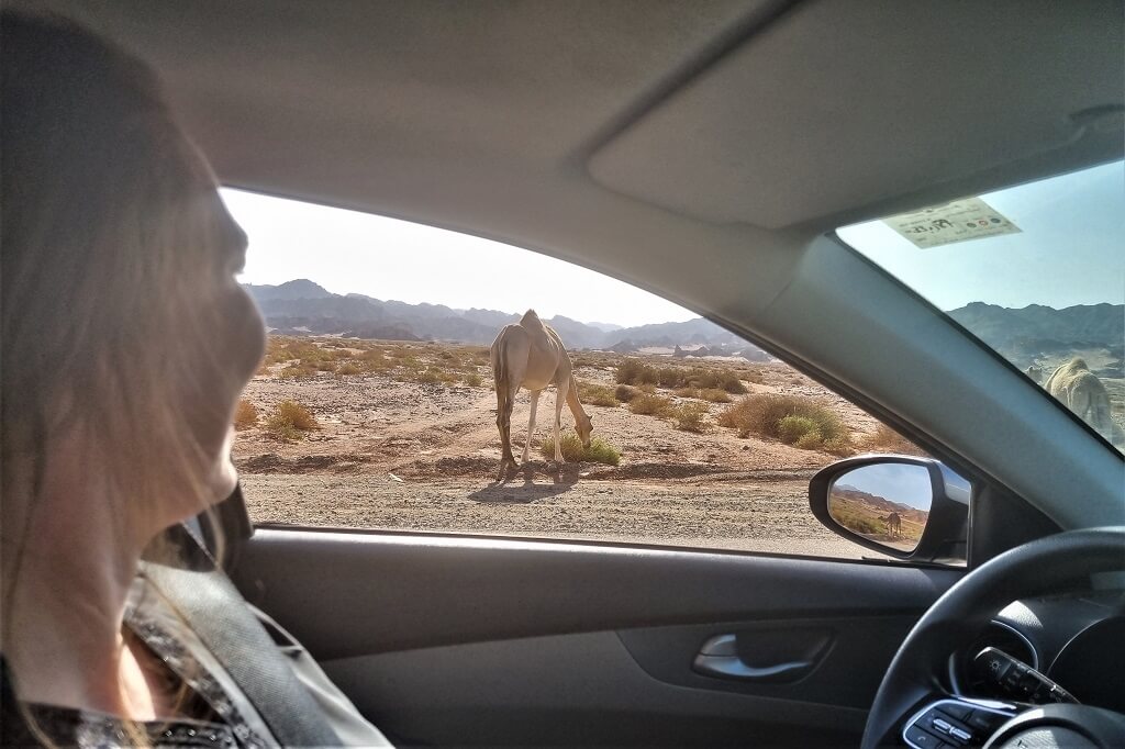 Kamelen langs de weg in Saoedi-Arabië