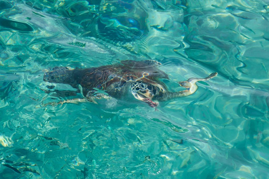Een schildpad probeert te ontsnappen bij Playa Grandi