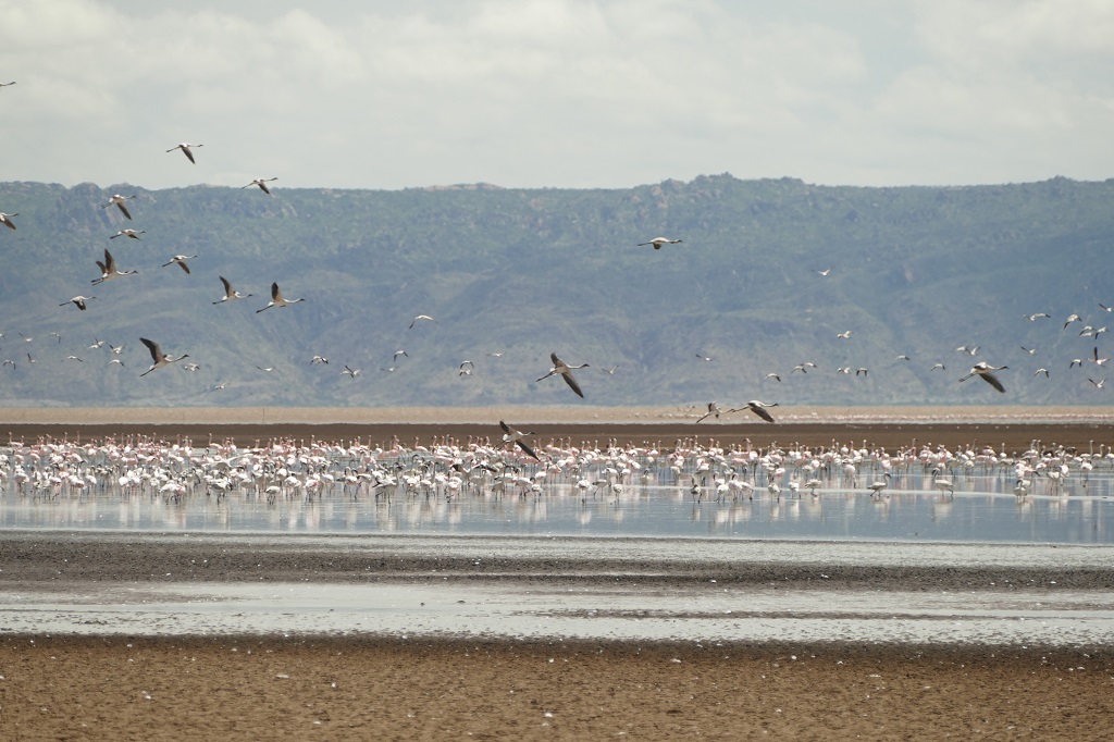 Flamingo's bij Lake Eyasi