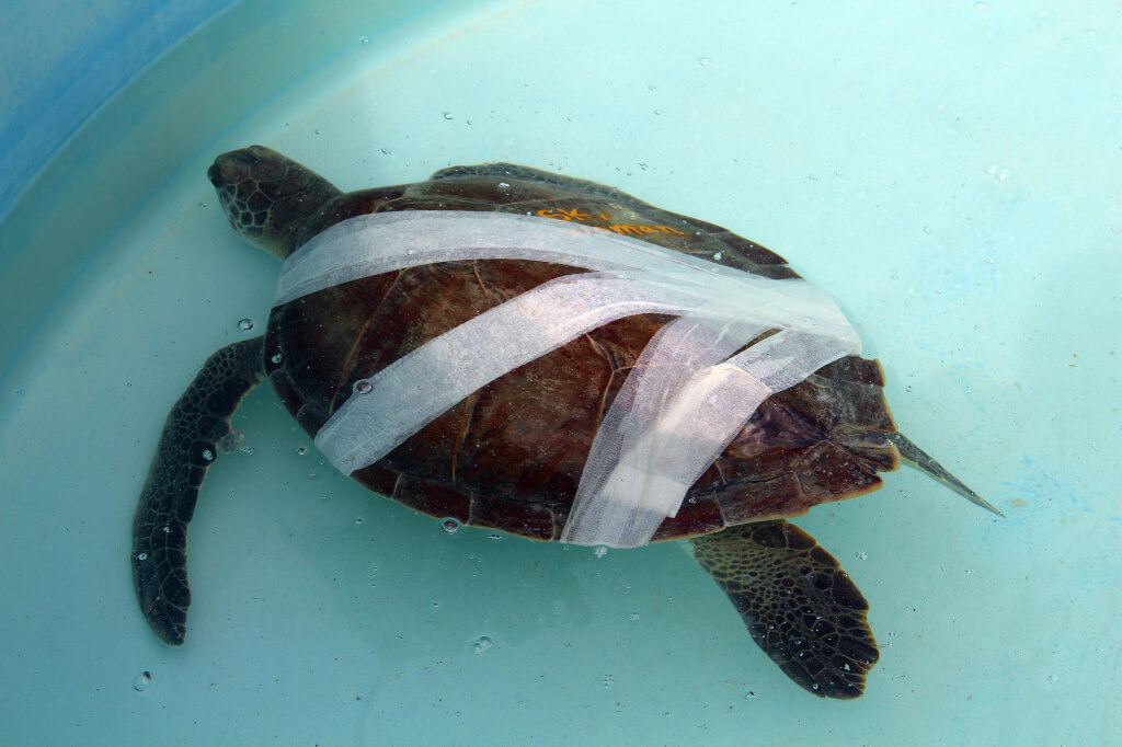 Gewonde zeeschildpad in het Turtle Hospital 