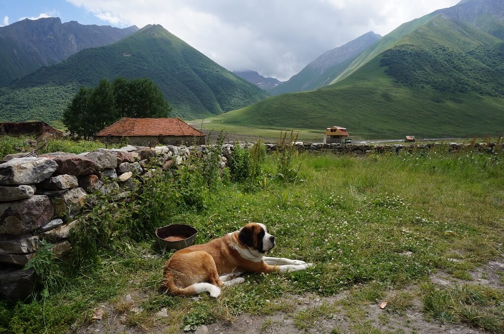 Een hondje in de Truso vallei