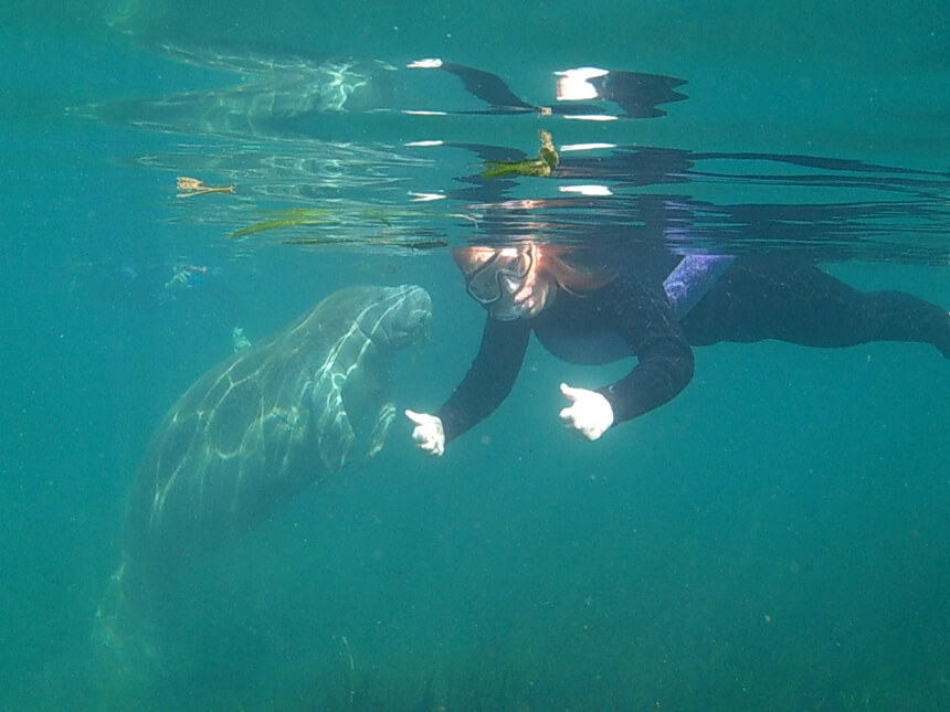 Snorkelen met manatees in Florida