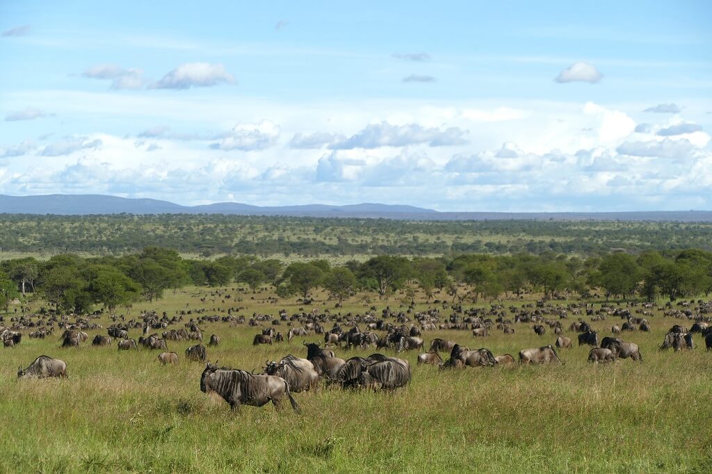 De Serengeti staat vol wildebeesten tijdens de grote migratie