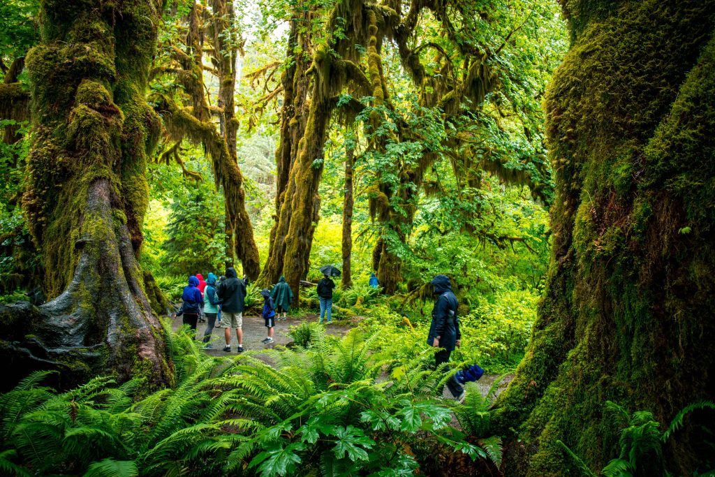Hoh Rain Forest Olympic National park in Washington State