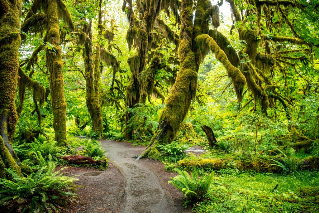 Hoh Rain Forest Olympic National park in Washington State