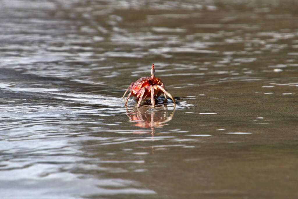 Op Coiba Island zul je ook veel soorten krabben spotten
