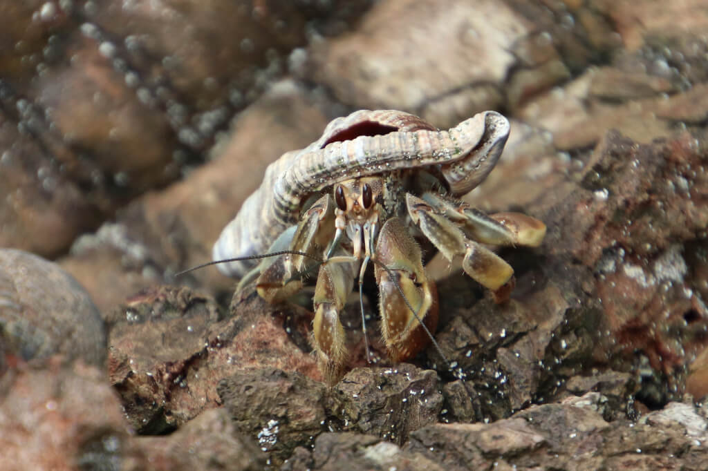 Krabben Panama