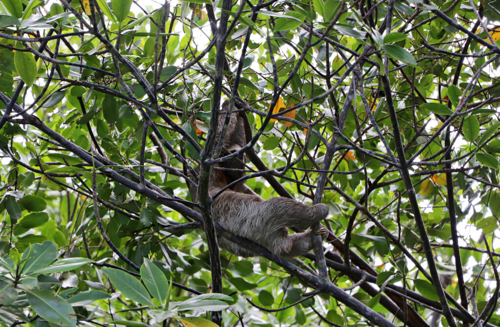 Luiaards spotten in Panama