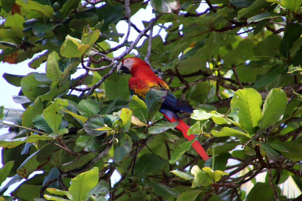 Papegaai in Panama