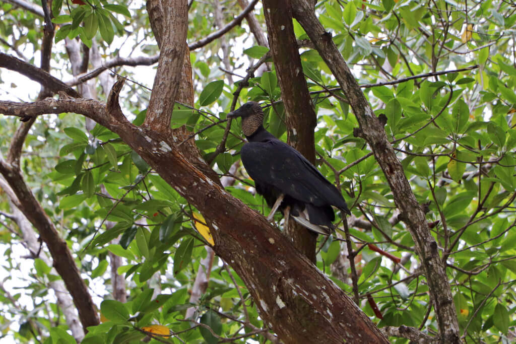 Vogels spotten in Soberania Nationaal Park