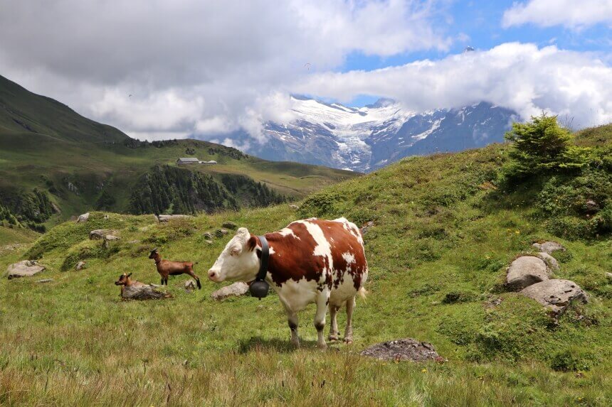 Wandelen in Zwitserland: dit zijn de 5 mooiste hikes van Grindelwald