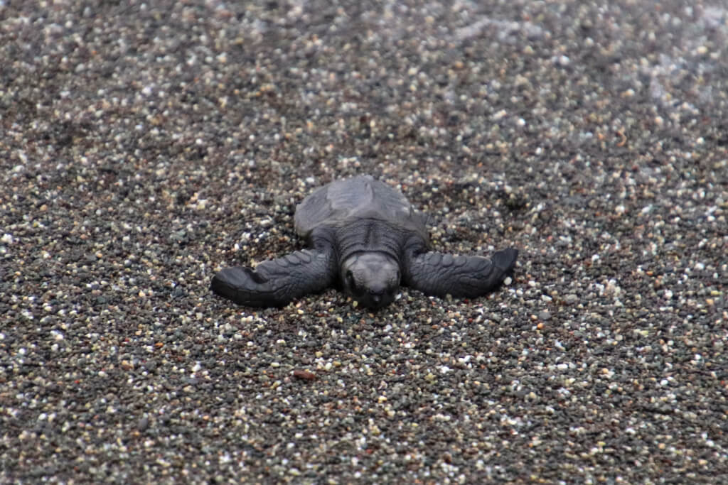 Zeeschildpadden in Panama