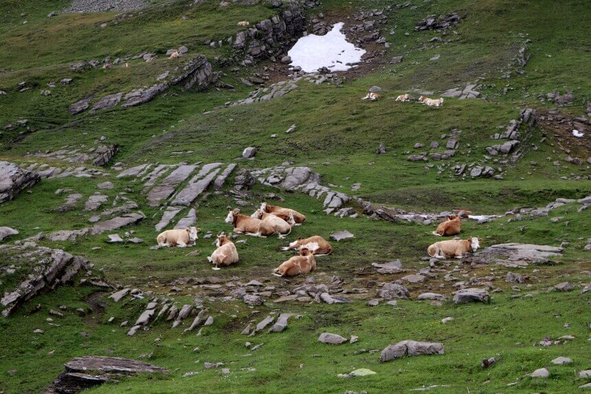 Deze koeien zagen de vele hikers op weg naar Faulhorn loom aan zich voorbijtrekken