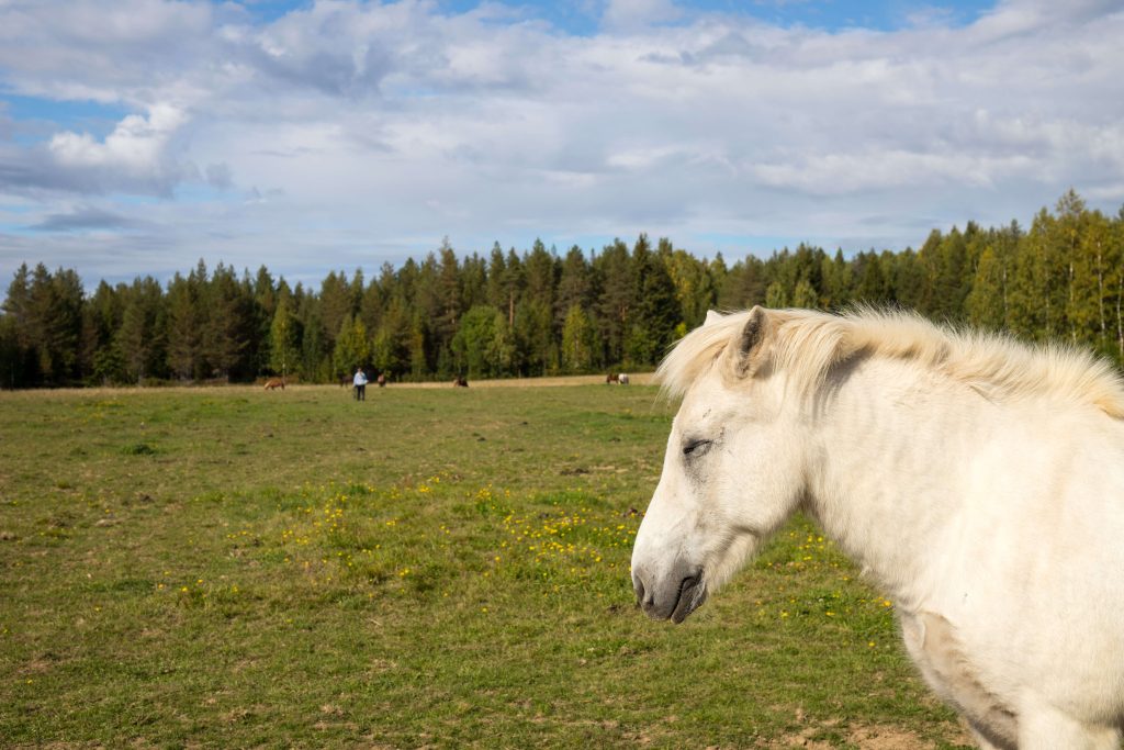 De paarden genieten in Zweeds Lapland