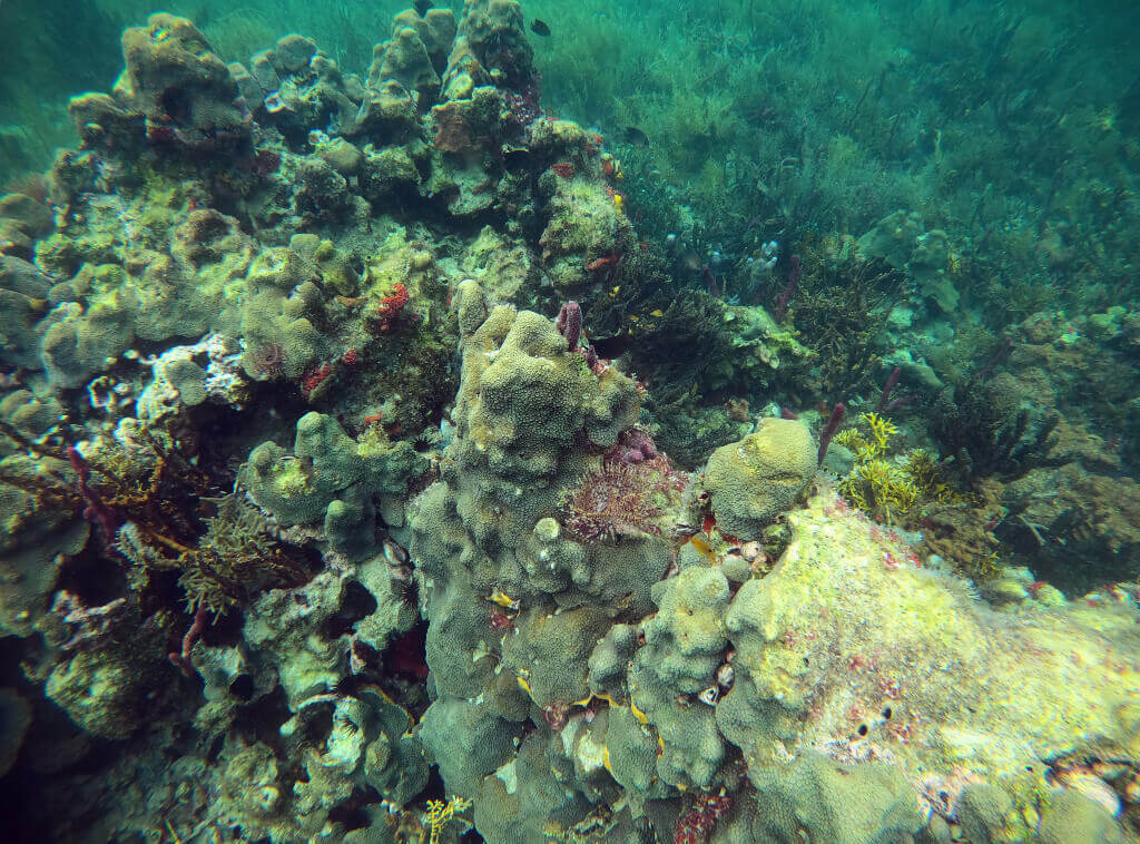 Snorkelen bij Cayo Coral tijdens de Zapatilla Tour