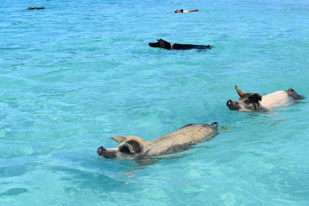 Zwemmende varkens in azuurblauw water
