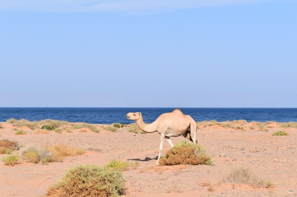 Kamelen zijn overal in Saoedi-Arabië