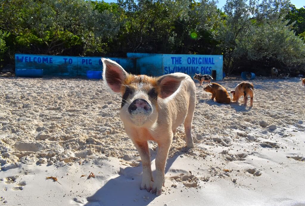 De originele Pig Beach ligt bij de Exuma's op de Bahama's