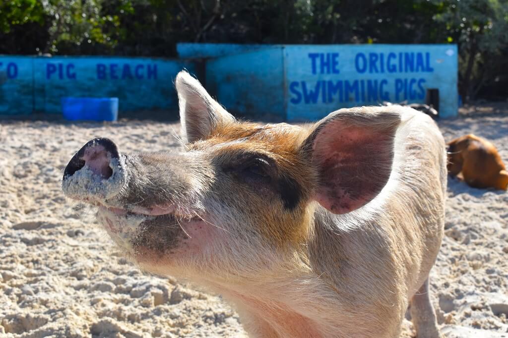 De originele Pig Beach ligt bij de Exuma's en barst van de varkentjes