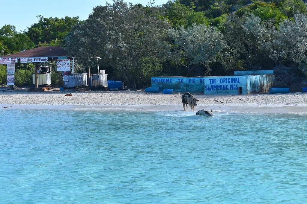 De originele Pig Beach ligt bij de Exuma's op de Bahama's