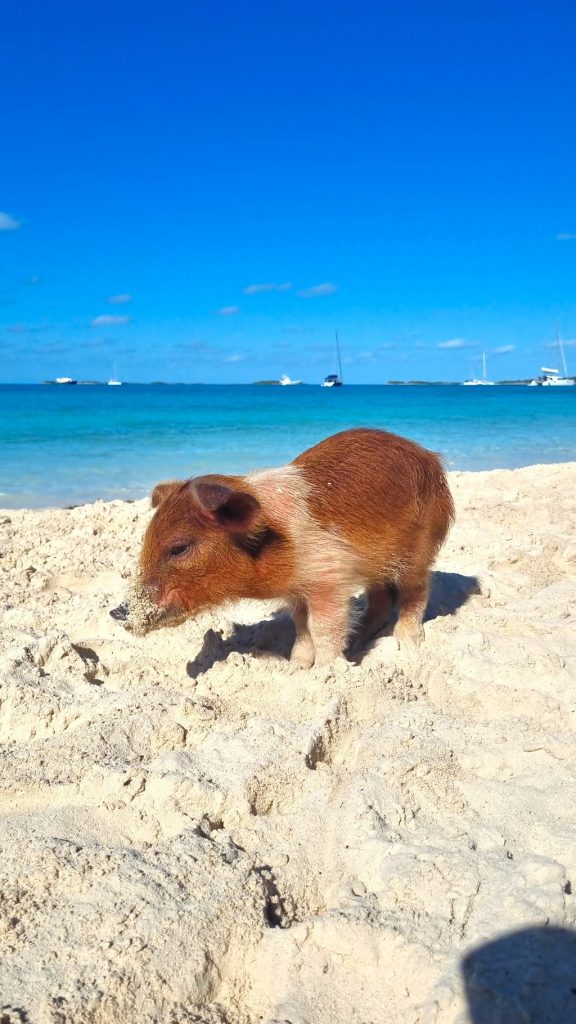 Piglets op pig beach