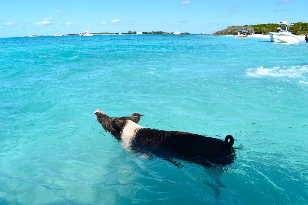 Zwemmende varkentjes zijn de attractie van de Bahama's