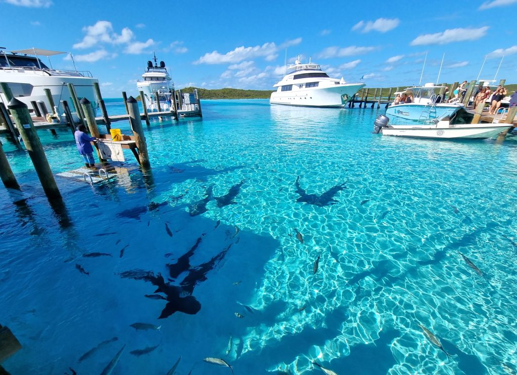 Zwemmen met haaien kan bij Compas Cay op de Bahama's bij de Exuma's