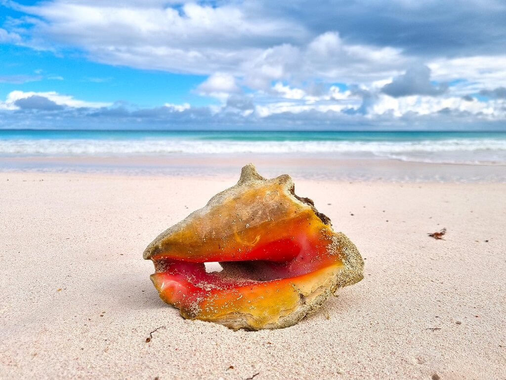 Conch schelpen vind je overal tijdens je vakantie op de Bahama's