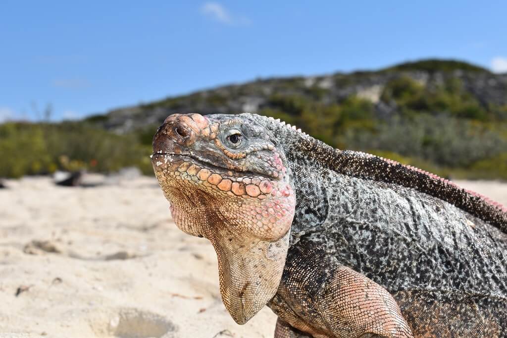 Iguana Beach op Exuma, Bahama's doet z'n naam eer aan