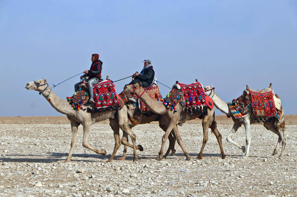 Kamelen in Egypte 