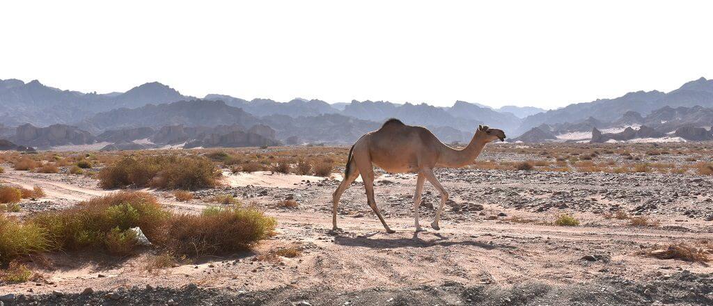 Kamelen tijdens je roadtrip door Saoedi