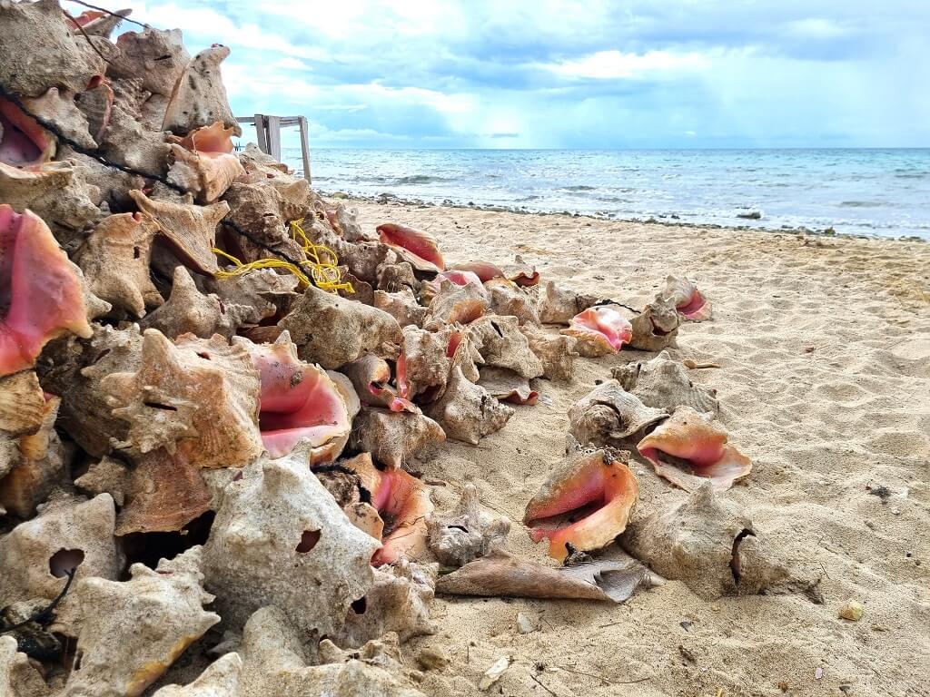 De stapels conch laten zien hoeveel dit dier gegeten wordt op de Bahamas