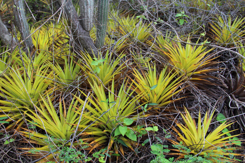 Flora en fauna Curacao