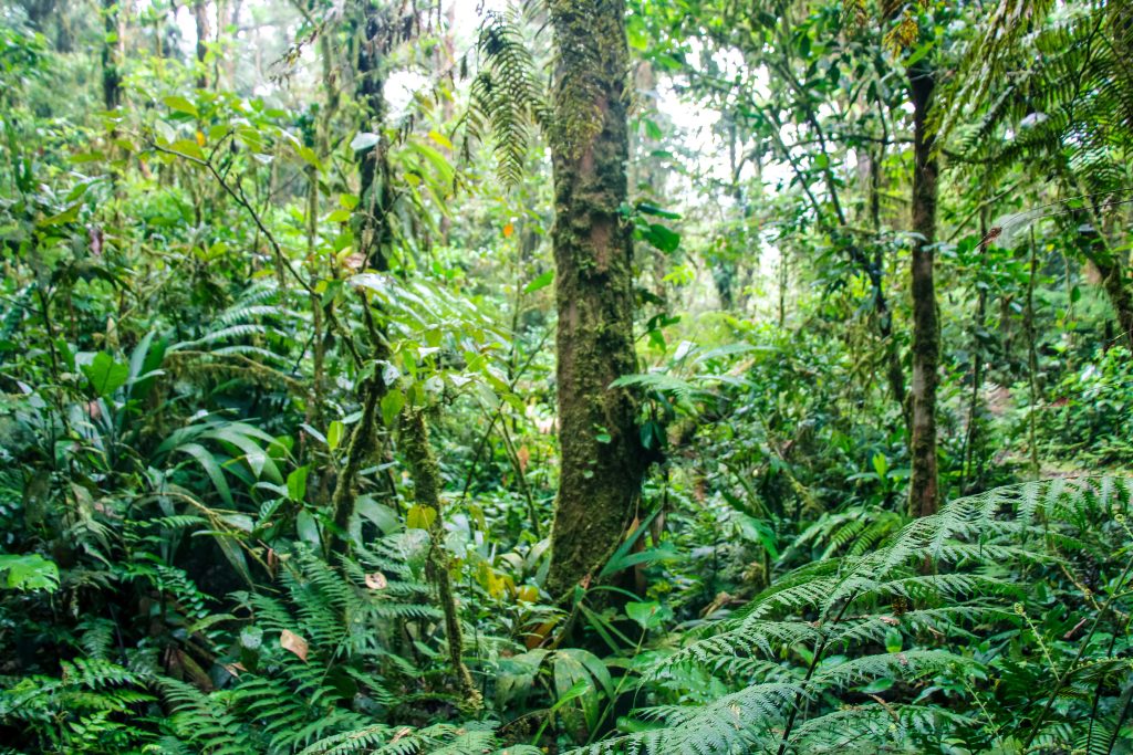 Het groene nevelwoud van Costa Rica