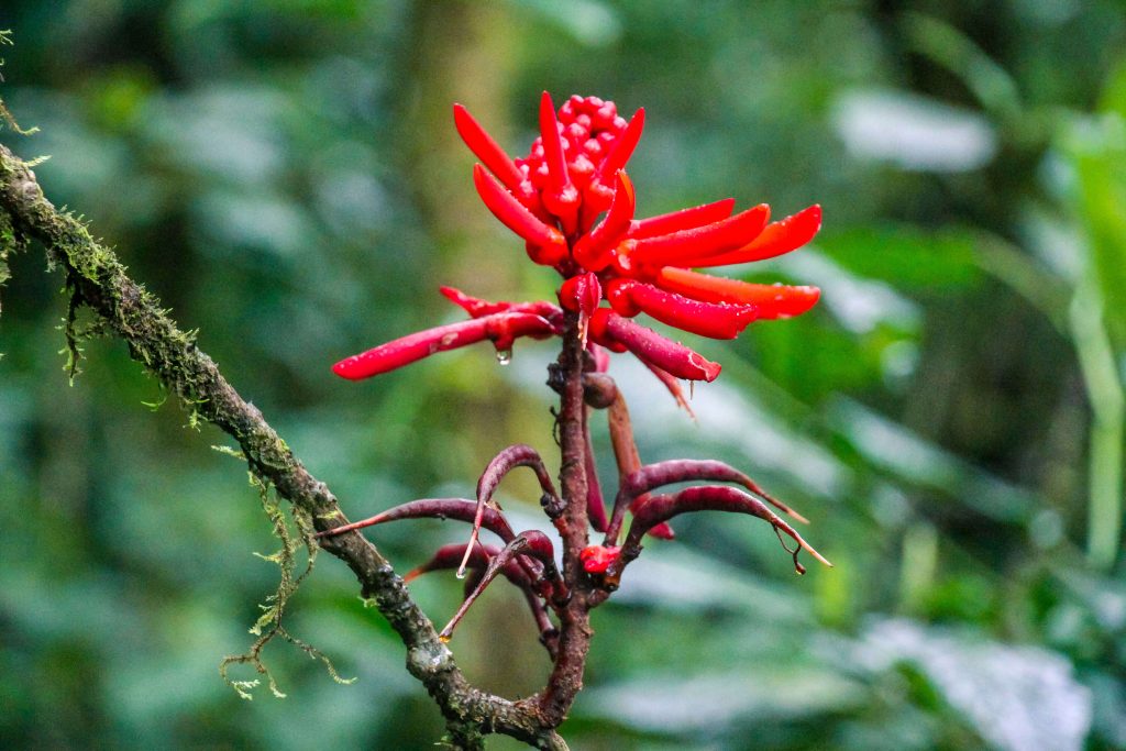 Bijzondere planten in het nevelwoud van Costa Rica