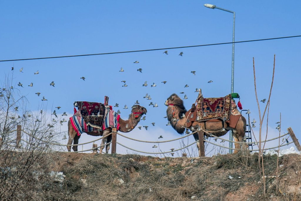 Twee kamelen staan aan de voet van het kasteel van Uchisar te wachten