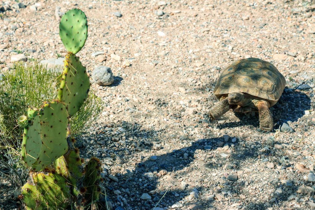 Landschildpadden wonen in de Red Rock Canyon