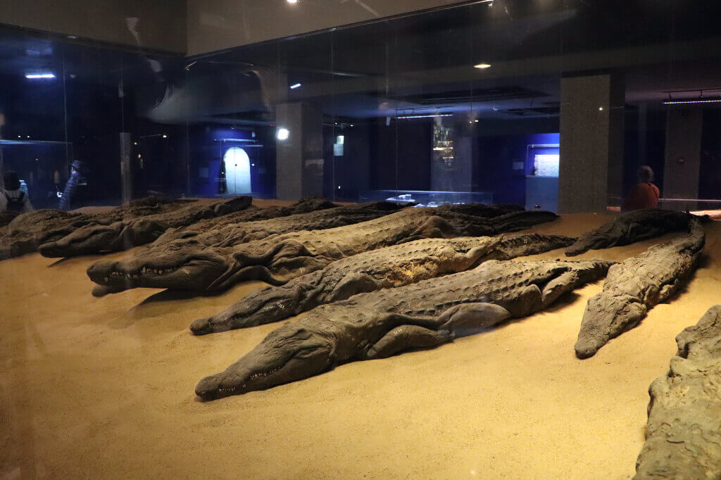 Mummies van krokodillen in de tempel van Kom Ombo