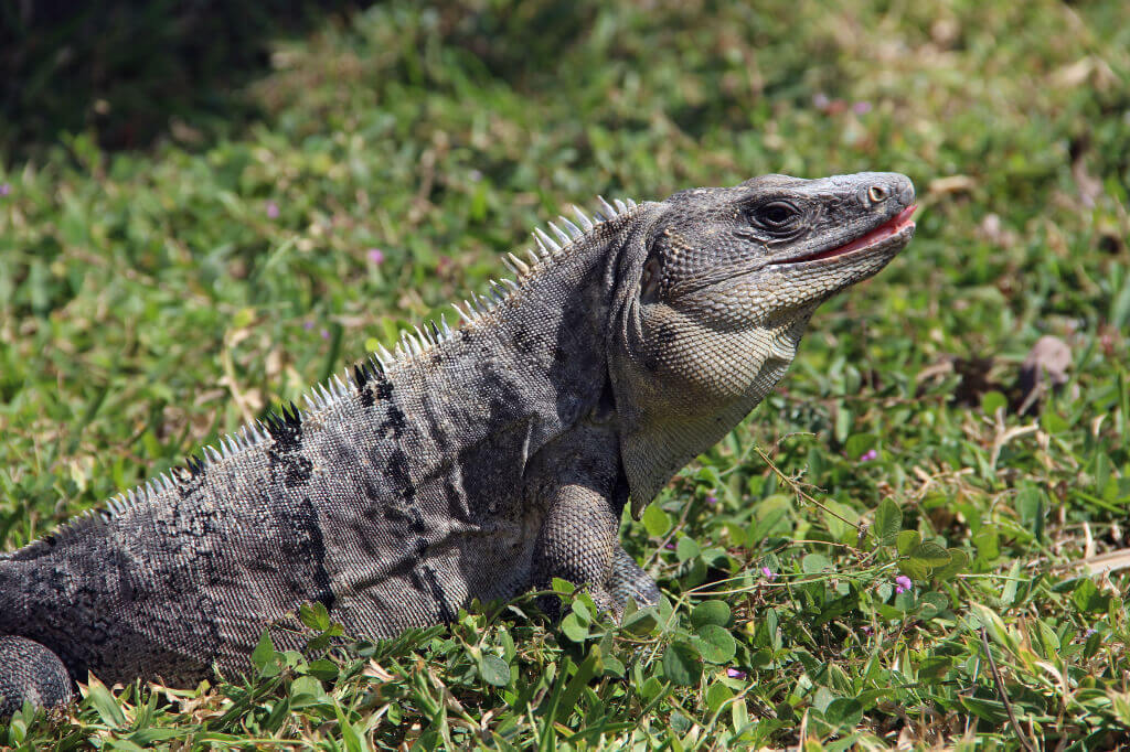 Tijdens je Yucatan rondreis ga je veel iguana's zien