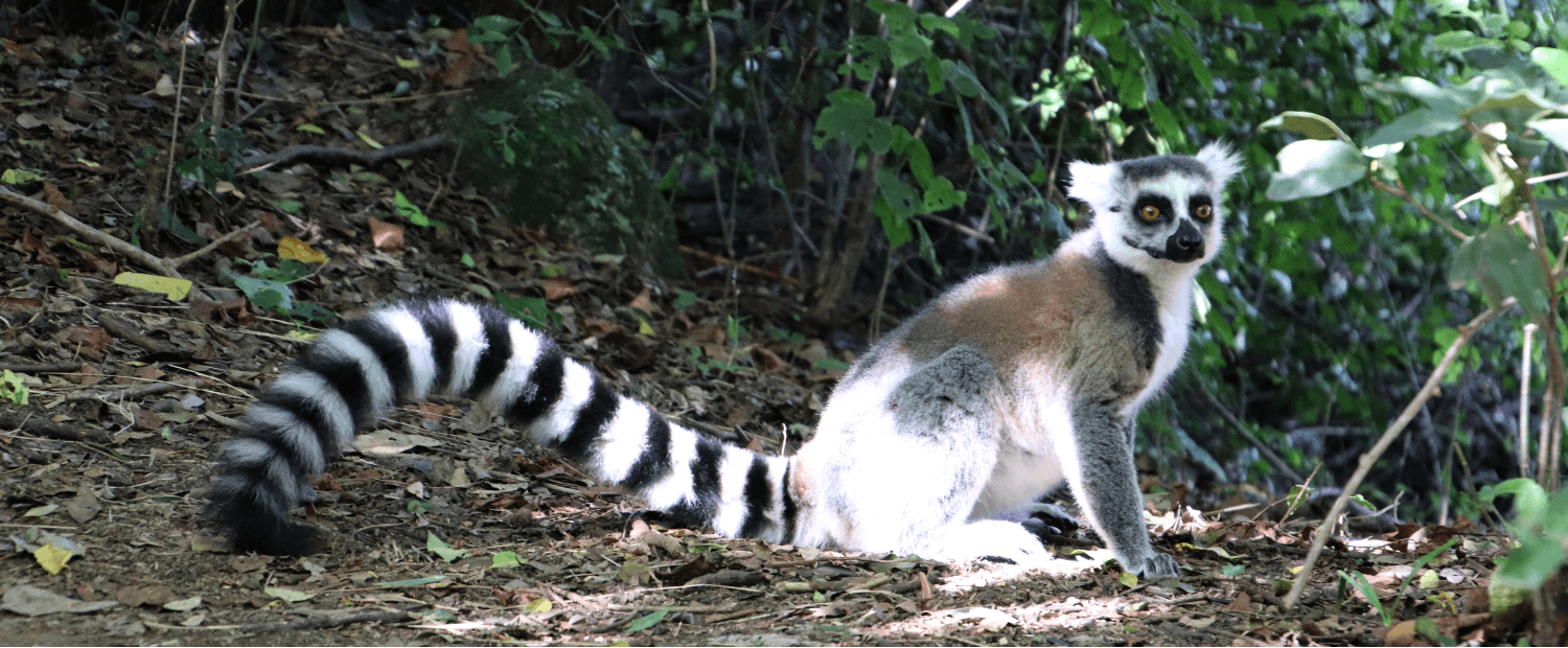 Reisblog over het Anja Reserve in Madagascar