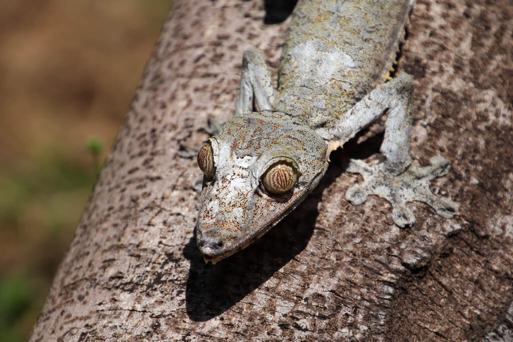 Bijzondere gekko in Madagaskar